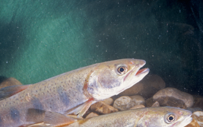 07.06.24 – Walk of Wallflowers