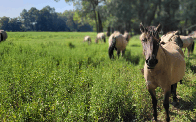 Nature Connection Days – VERSCHOBEN
